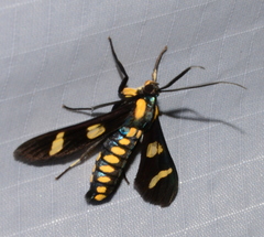 Phoenicoprocta hampsonii