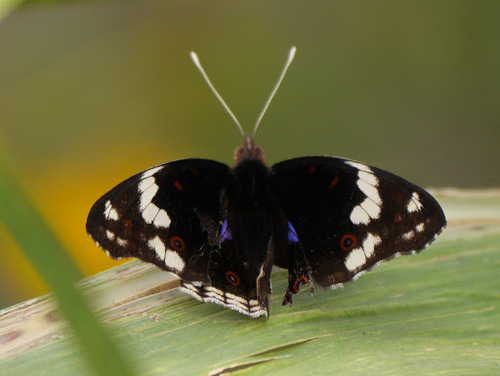 Blue-spot Pansy