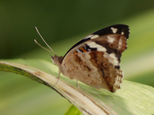 Blue-spot Pansy