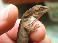 Anolis mariarum