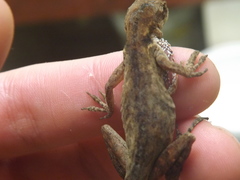 Anolis mariarum
