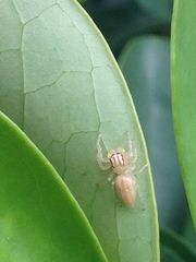 Chira