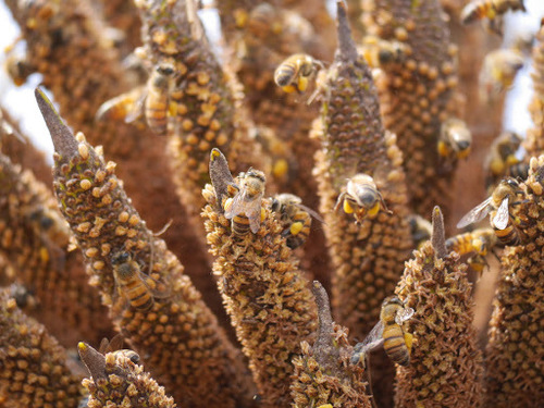 Western Honey Bee (Apis mellifera)