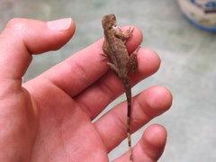 Anolis mariarum