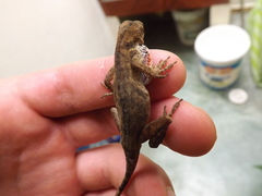 Anolis mariarum