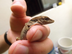 Anolis mariarum