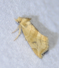 Plagiomimicus incomitatus