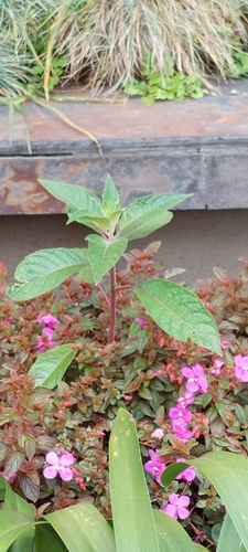Fuchsia boliviana
