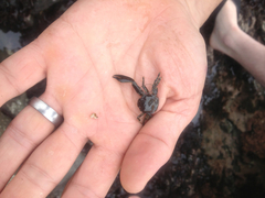 Petrolisthes manimaculis