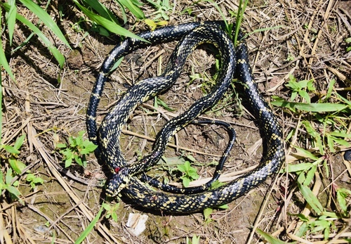 Spilotes pullatus
