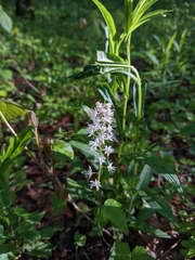 Tiarella austrina, photograph (c) Alaina Krakowiak, some rights reserved (CC BY)