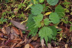 Boehmeria silvestrii