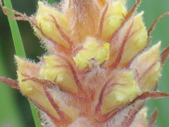 Orobanche amethystea