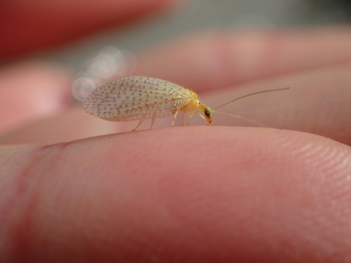 Hemerobius micans