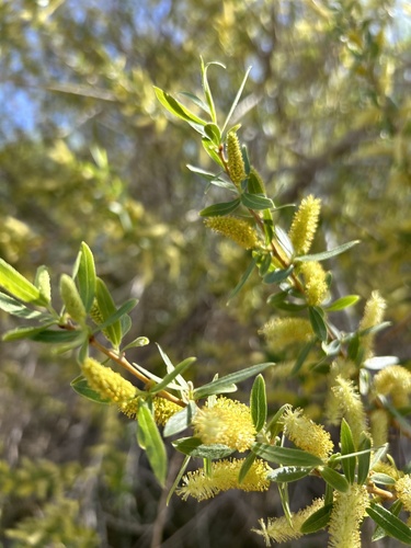 Goodding's Willow