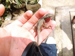Anolis mariarum