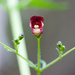 Scrophularia californica - Photo (c) Ken-ichi Ueda, μερικά δικαιώματα διατηρούνται (CC BY), uploaded by Ken-ichi Ueda