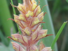Orobanche amethystea