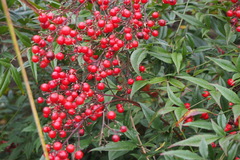 Nandina domestica
