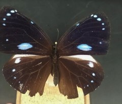 Euploea eunice