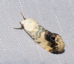 Acontia behrii