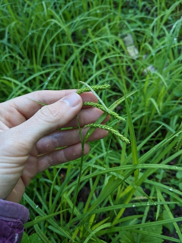 Image of Carex prasina by (c) Alaina Krakowiak, some rights reserved (CC BY)