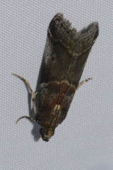 Acrobasis suavella
