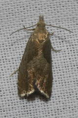 Dichrorampha simpliciana