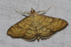 Anania verbascalis
