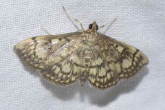 Anania stachydalis