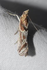 Ancylosis cinnamomella