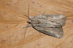 Bryophila raptricula