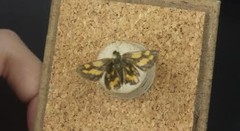 Taractrocera luzonensis