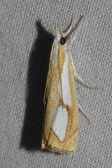 Catoptria pinella