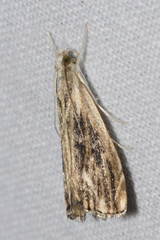 Catoptria verellus