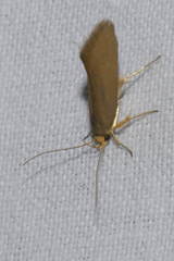 Crassa unitella