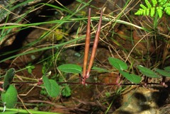 Brachystelma swazicum