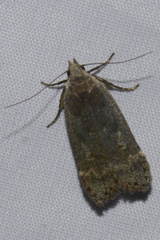 Anacampsis populella