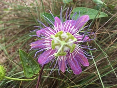 Passiflora urbaniana
