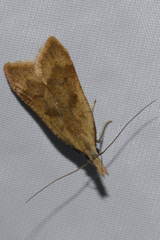 Dichomeris derasella