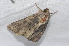 Dypterygia scabriuscula