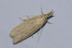 Ematheudes punctella