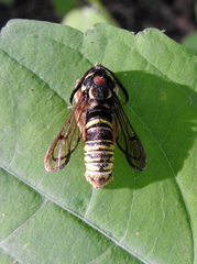 Sesia spartani
