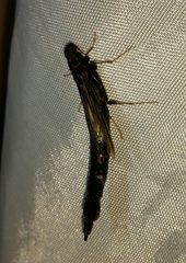 Atractocerus brasiliensis