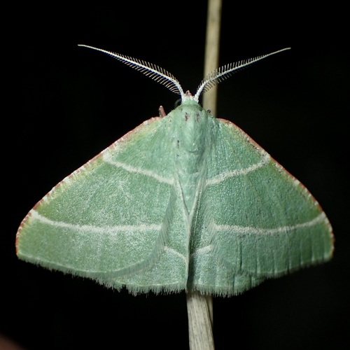 Phoenix Emerald Moth photo 4