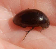 Tropisternus blatchleyi