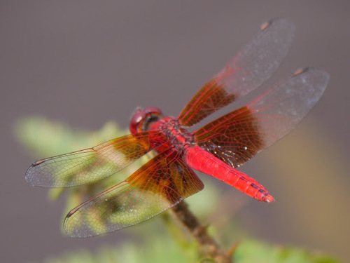 Red Groundling (Brachythemis lacustris)