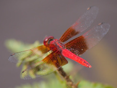 Brachythemis lacustris