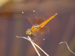 Brachythemis lacustris