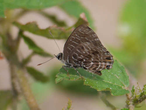 Forest Hairtail